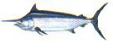 Black Marlin